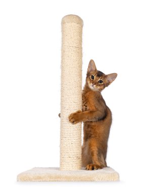 Şirin Somali kedisi kedi yavrusu, tırmalama çubuğunda oynuyor. Kameraya doğru bakıyorum. Beyaz bir arkaplanda izole edilmiş.