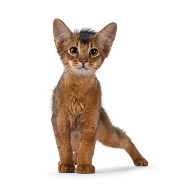 Cute Ruddy Somali Cat Kitten Standing Facing Front Looking Camera — Fotografia de Stock