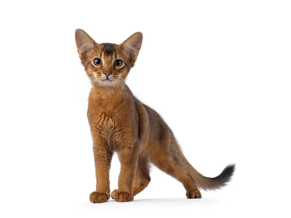 Cute Ruddy Somali Cat Kitten Standing Facing Front Looking Camera — 图库照片