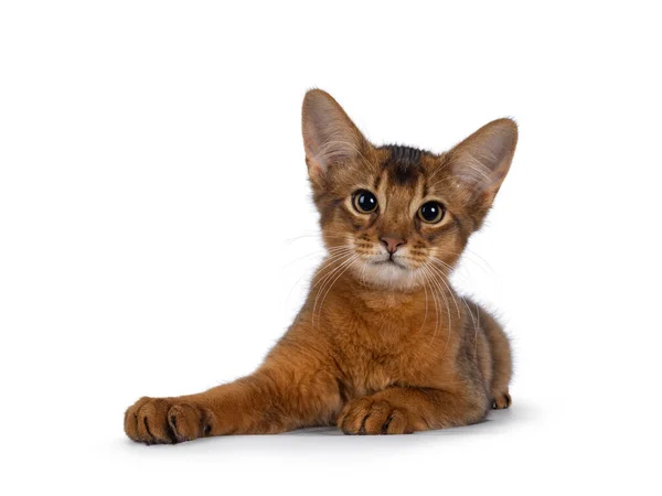 Cute Ruddy Somali Cat Kitten Laying Facing Front Looking Camera — Stockfoto