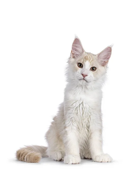 Adorable Maine Coon Cat Kitten Sitting Facing Front Looking Camera — Zdjęcie stockowe