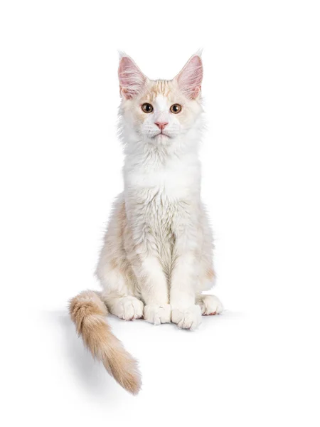 Adorable Maine Coon Cat Kitten Sitting Facing Front Edge Looking —  Fotos de Stock