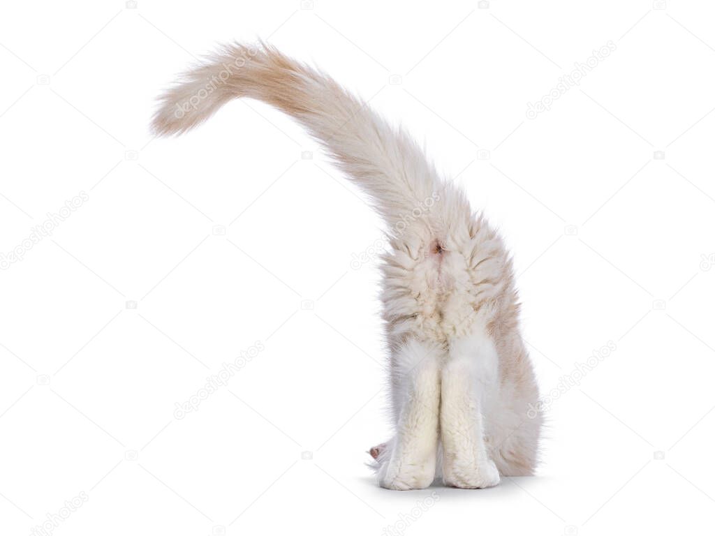 Butt from Maine Coon cat kitten, leaving the set. Isolated on a white background.