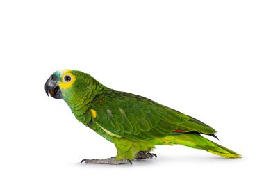 Blue or turquoise fronted Amazone parrot aka Amazona aestiva, sitting side ways. Looking to the side showing profile. Isolated on a white background.