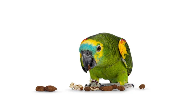 Blue Turquoise Fronted Amazone Parrot Aka Amazona Aestiva Sitting Facing — стоковое фото