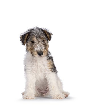 Sweet Fox Terrier dog pup, sitting facing front. Looking straight towards camera. Isolated on a white background.