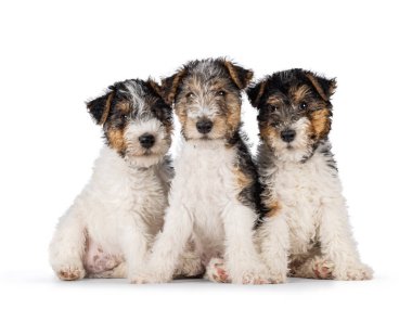 Row of three sweet Fox Terrier dog puppies, sitting facing front. Looking straight towards camera. Isolated on a white background.