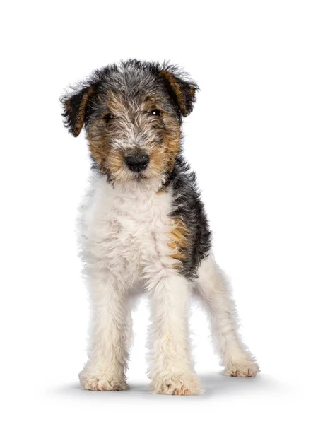 Sweet Fox Terrier Dog Pup Standing Facing Front Looking Straight — Stock Photo, Image