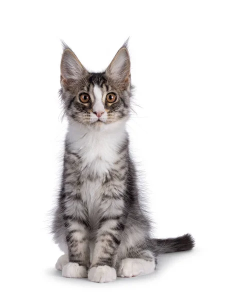 Cute Silver Maine Coon Cat Kitten Sitting Facing Front Looking — Stock fotografie