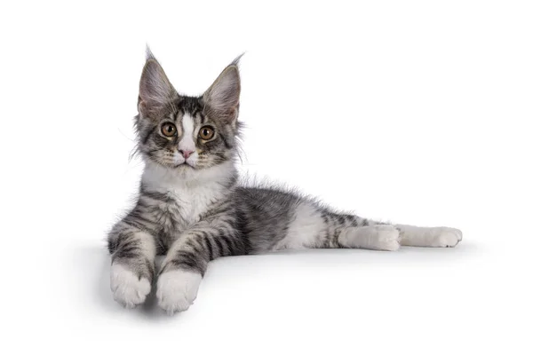 Cute Silver Maine Coon Cat Kitten Laying Side Ways Edge — Stock Photo, Image