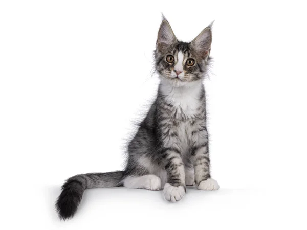 Cute Silver Maine Coon Cat Kitten Sitting Facing Front Edge — Stock Photo, Image