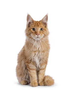 Handsome red Maine Coon cat kitten, sitting up facing front. Looking towards camera. Tail folded around body. Isolated on a white background.