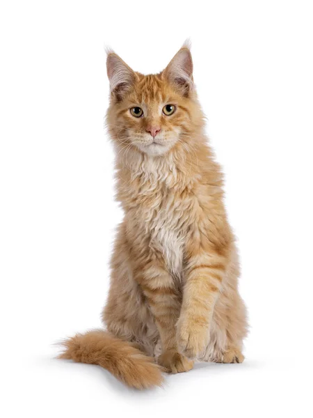 Handsome Red Maine Coon Cat Kitten Sitting Facing Front Looking — стокове фото