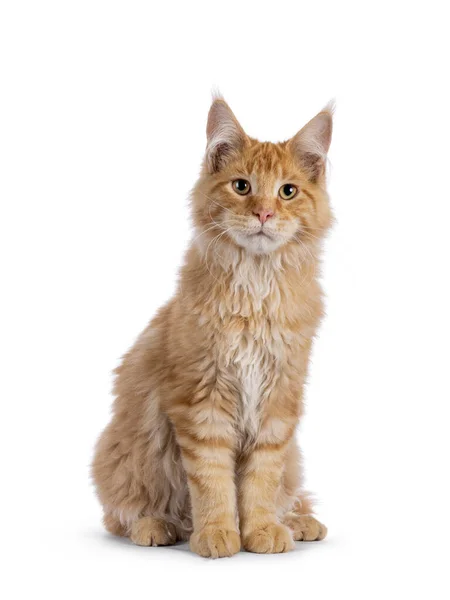 Handsome Red Maine Coon Cat Kitten Sitting Facing Front Looking — Stock fotografie
