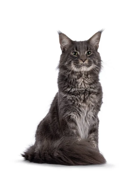 Majestic Blue Male Maine Coon Cat Sitting Looking Side Ways — Stockfoto