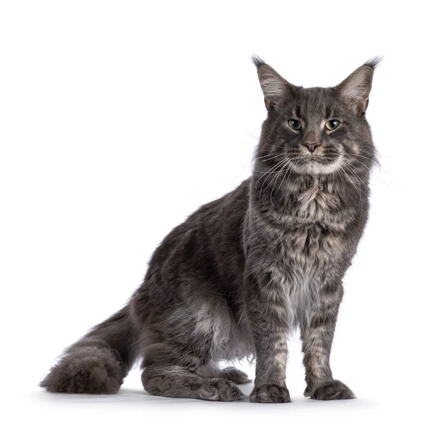 Majestic Blue Male Maine Coon Cat Standing Side Ways Looking — Foto Stock