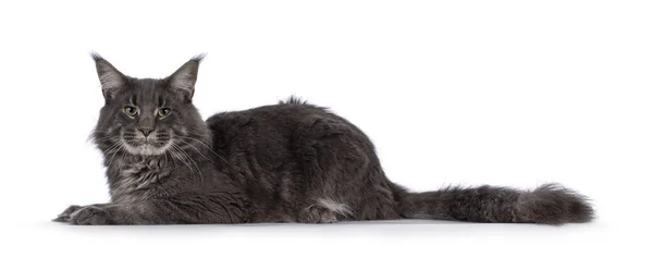 Majestic Blue Male Maine Coon Cat Laying Side Ways Looking — 图库照片