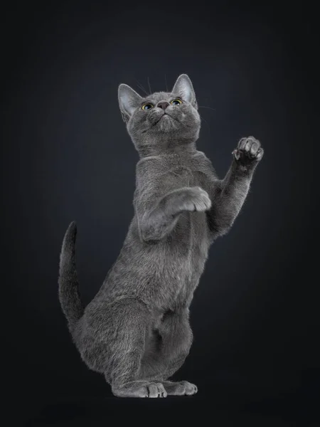 Portrait Lovely Korat Cat Kitten Standing Hind Paws Meerkat Looking — Stockfoto