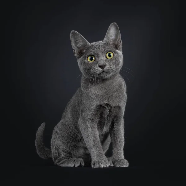 Portrait Lovely Korat Cat Kitten Sitting Side Ways Looking Camera — 图库照片