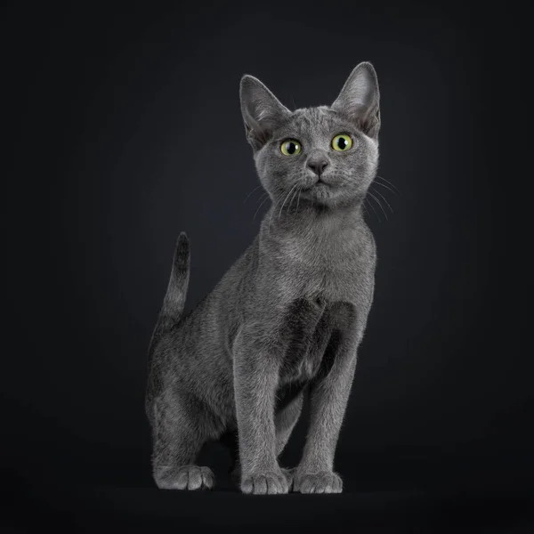 Portrait Lovely Korat Cat Kitten Standing Facing Front Looking Curiously — 图库照片