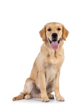 Friendly 6 months old Golden Retriever dog youngster, sitting up side ways. Looking towards camera with tongue out. Isolated on a white background.