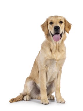 Friendly 6 months old Golden Retriever dog youngster, sitting up side ways. Looking towards camera with tongue out. Isolated on a white background.