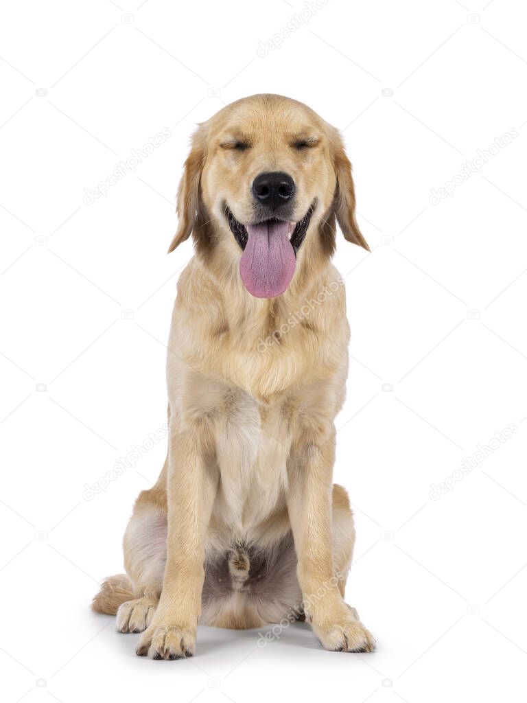 Friendly 6 months old Golden Retriever dog youngster, sitting up facing front with eyes slosed. Looking towards camera with tongue out. Isolated on a white background.