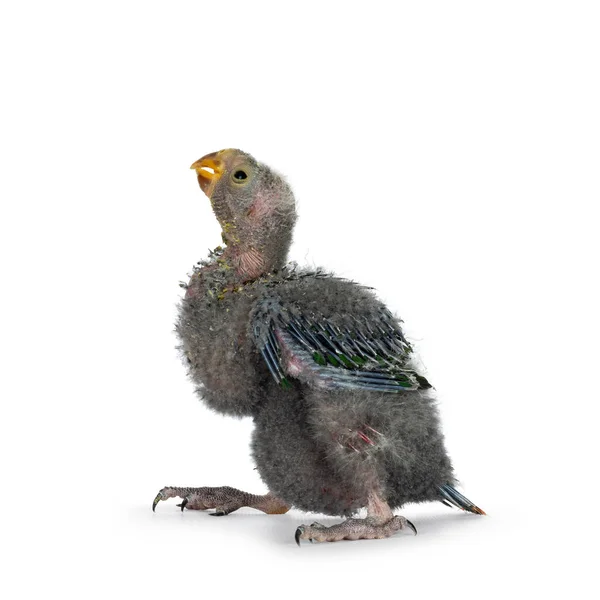 One Week Old Australian King Parrot Aka Alisterus Scapularis Baby — Stock fotografie