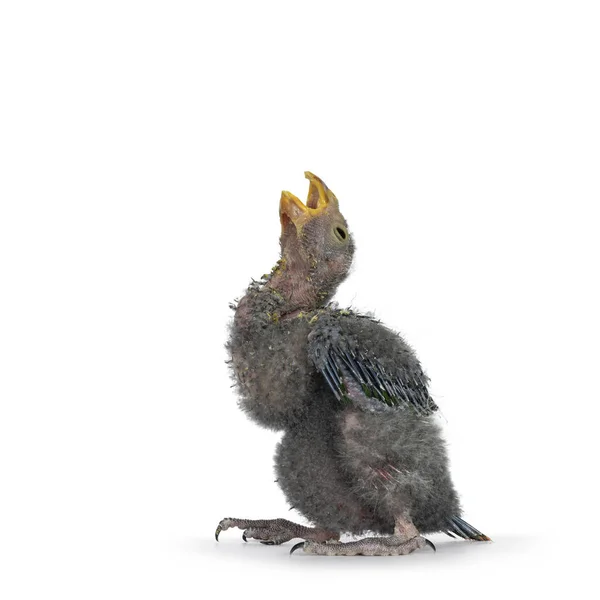 One Week Old Australian King Parrot Aka Alisterus Scapularis Baby — Foto Stock