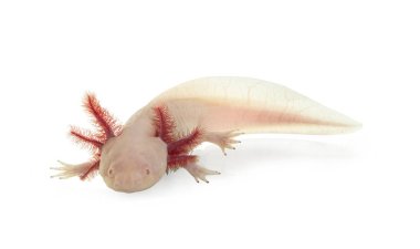 Side view of white axolotl aka Ambystoma mexicanum, laying on surface under water. Looking towards camera.  Isolated on a white background.