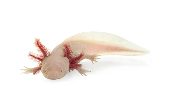Side view of white axolotl aka Ambystoma mexicanum, laying on surface under water. Looking towards camera.  Isolated on a white background.