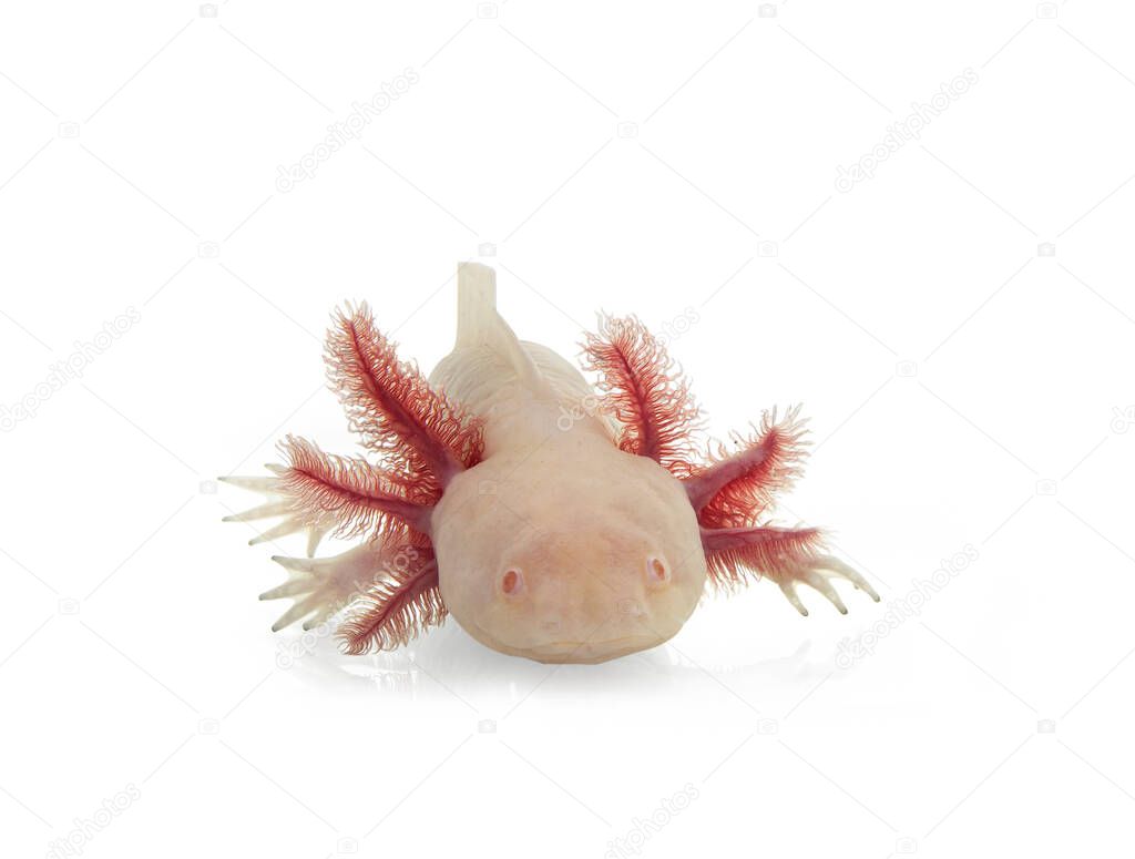 Front view of white axolotl aka Ambystoma mexicanum, laying on surface facing front. Isolated on a white background.