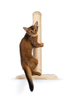 Adorable Somali cat kitten, hanging backwards in scratching pole. Looking over shoukder towards camera. Isolated on a white background.