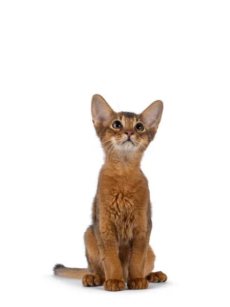 Adorable Somali Cat Kitten Sitting Facing Front Looking Camera Isolated — Fotografia de Stock