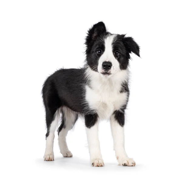 Super Adorable Typical Black White Border Colie Dog Pup Standing — 스톡 사진