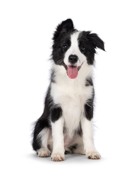 Super Adorable Typical Black White Border Colie Dog Pup Sitting — Stockfoto