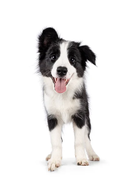 Super Adorable Typical Black White Border Colie Dog Pup Standing — Stockfoto