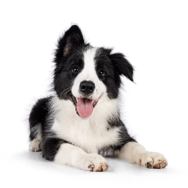 Super Adorable Typical Black White Border Colie Dog Pup Laying — Stok fotoğraf