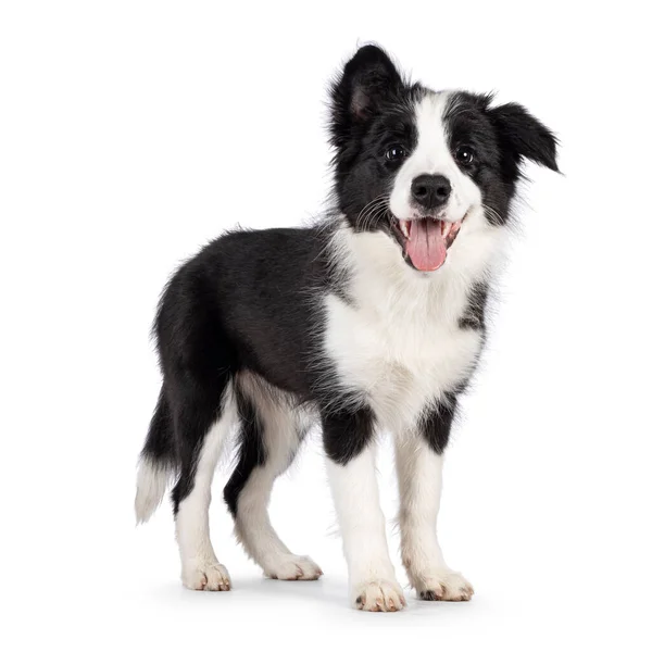 Super Adorable Typical Black White Border Colie Dog Pup Standing — Stockfoto