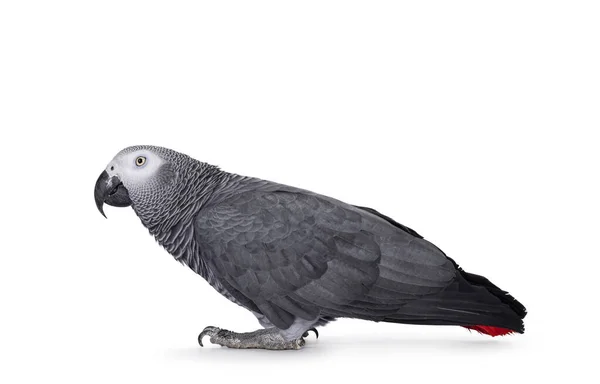 Detailed Shot Grey Parrot Standing Side Ways Head Looking Straight — Stok fotoğraf