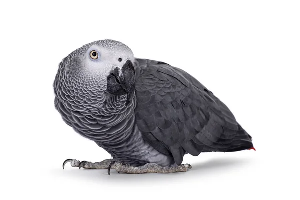 Detailed Shot Grey Parrot Standing Side Ways Head Head Turned — Photo