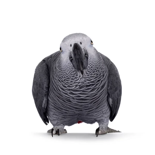 Detailed Shot Grey Parrot Standing Facing Front Head Looking Camera — Foto Stock