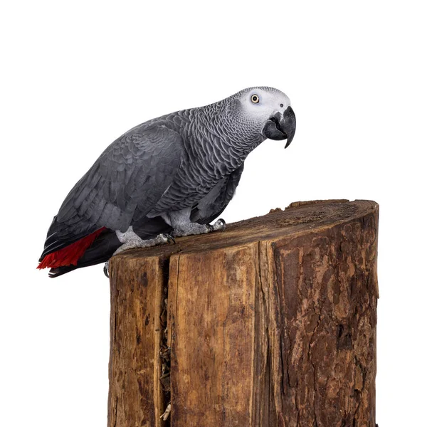 Detailed Shot Grey Parrot Standing Side Ways Tree Trunk Looking — Photo