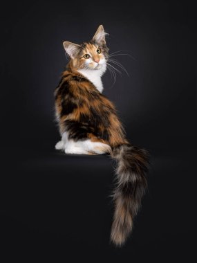 Excellent tortie Maine Coon cat kitten, sitting backwards with tail over edge. Looking over shoulder towards camera. Isolated on a black background.