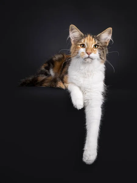 Excellent Tortie Maine Coon Cat Kitten Laying Side Ways Front — ストック写真