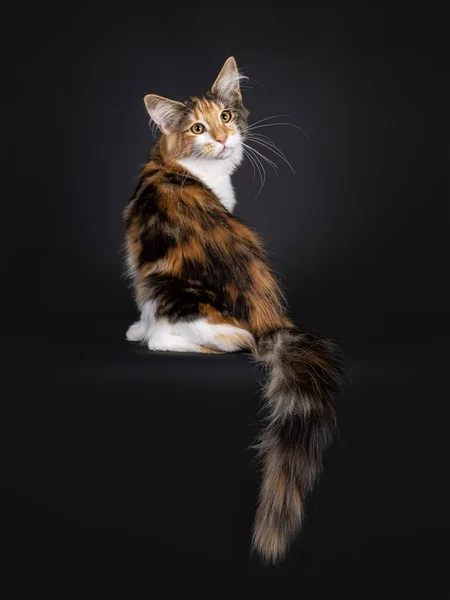 Excellent Tortie Maine Coon Cat Kitten Sitting Backwards Tail Edge — Stock Photo, Image