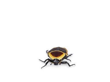 Front view shot of Congo Rose chafer aka achnoda marginata peregrina. Isolated on a white background.