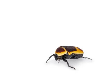 Side view shot of Congo Rose chafer aka achnoda marginata peregrina. Isolated on a white background.