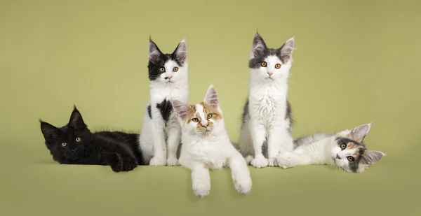 Group of 5 Maine Coon cat kittens, sitting and laying beside each other in perfect row on edge. All looking towards camera. Isolated on a green background.
