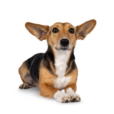 Non breed dog on white background